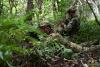 178th Wing Security Forces Airmen sharpen readiness in Hawaii's jungle terrain