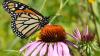 See some NJ native plant species that pollinators love
