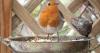Gardeners urged to leave two fruits on lawns and bird tables in August