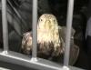 Kentucky State Police Post 11 Trooper Plays Pivotal Role in Rescue of Injured Bald Eagle