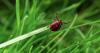 The Ticks in West Virginia Could Be Unusually Intense This Summer
