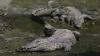 Israeli court freezes Ben Gvir's plan to place crocodiles around Ketziot Prison