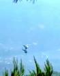 2 dead as firefighting helicopters collide over Greece wildfire: Officials
