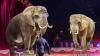 After 40 years performing, Portugal's last circus elephant reaches the country's first sanctuary