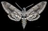 More tips for hornworm control from Cullman County Master Gardeners 