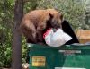 Bears pillage trash for food in Durango despite wildlife-resistant options