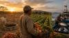 Panamanian Agriculture is Being Affected: El Niño Paints Three Scenarios