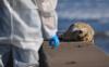 Bird Flu at Seal Bay Threatens Australian Sea Lions With Extinction-Level Breeding Failure