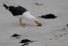 Bird Flu Kills 84 Terns at Baudin Rock as Silver Gulls Threaten to Carry H5N1 Inland