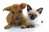 Colorado Springs pet-related information and events starting Aug. 1
