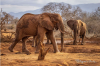 Tsavo West’s hidden gem: Kipalo Hills Lodge
