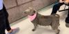Tallahassee Animal Services celebrates Dogust 1st with free adoption event