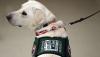 Pet care: Separation anxiety needs modern treatment for success