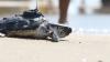 In the UAE, one-flipper Foxy became the 100th sea turtle released with a satellite tracker