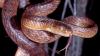 Scientists Reveal How a Group of Inbred Snakes Took Over an Entire Island