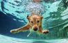 Doggone beautiful and goofy photos of America’s favorite dog breeds