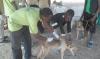 Stray dog bite claims life of five-year-old returnee child in Aweil North County