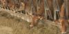 State Department gives new grants for dairy farm owners