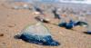 Electric blue 'alien' sea creatures invade UK shores in droves during heatwave