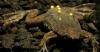 This Toad Skips Tadpoles and Hatches from Mom’s Back Skin