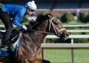 Travers, Pennsylvania Derby Possible for Commandment