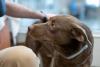 Nevada’s largest animal shelter calls for adoptions amid capacity crisis