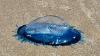 Electric blue sea creatures wash up on UK beaches as experts issue warning