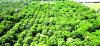 Al Batinah North improves its place in food production