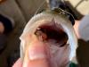 The 12 Best Flies for Catching Bass