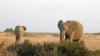Jet-set with Louisville Zoo to Africa, Central America on wildlife exploration trip