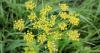 Environmental Management Council warns of contact with wild parsnip