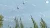 Two firefighting helicopters collide in Greece