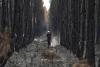2 die when firefighting helicopters collide as Europe’s wildfire emergency rages