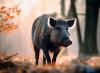 Tourists feeding rabbits may be turning wild boars into hunters