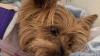 Yorkie survives alligator attack in Florida, faces long recovery