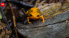 The tiny Brazilian toad that helped stop a hydroelectric dam now faces an even bigger threat from climate change