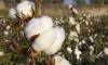 Egyptian Cotton Maintains Premium Status despite Mixed Global Prices ahead of New Harvest