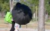 South Korea faces hottest day in over a century