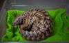 Pangolin DNA Study Links Local Wild Meat Markets to Global Trafficking Networks