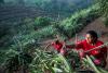 innocent invests £1m in projects to strengthen global fruit supply chains