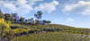 California Grape Growers Bulldoze Vineyards as Wine Sales Collapse