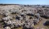176-year oyster mystery spanning WA and the Indo-Pacific solved by DNA