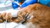 North Georgia family heard their dog scream in the woods, then found a branch through her abdomen