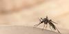 Rhode Island raises West Nile virus risk to high as more mosquitoes test positive