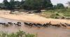 The battle for the Maasai Mara: Can Kenya’s most iconic ecosystem be saved?