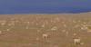 Scientific expedition surveys Tibetan antelopes' calving in Qinghai