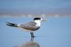 Mass mortality of terns in South Australia marks grim milestone in spread of H5N1 bird flu