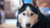 America's deadliest animals revealed, with dogs topping one state's list