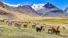 Alice Littlewood: What I learned about farming from Peru