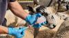 Sheep farmers urged to vaccinate as bluetongue spreads